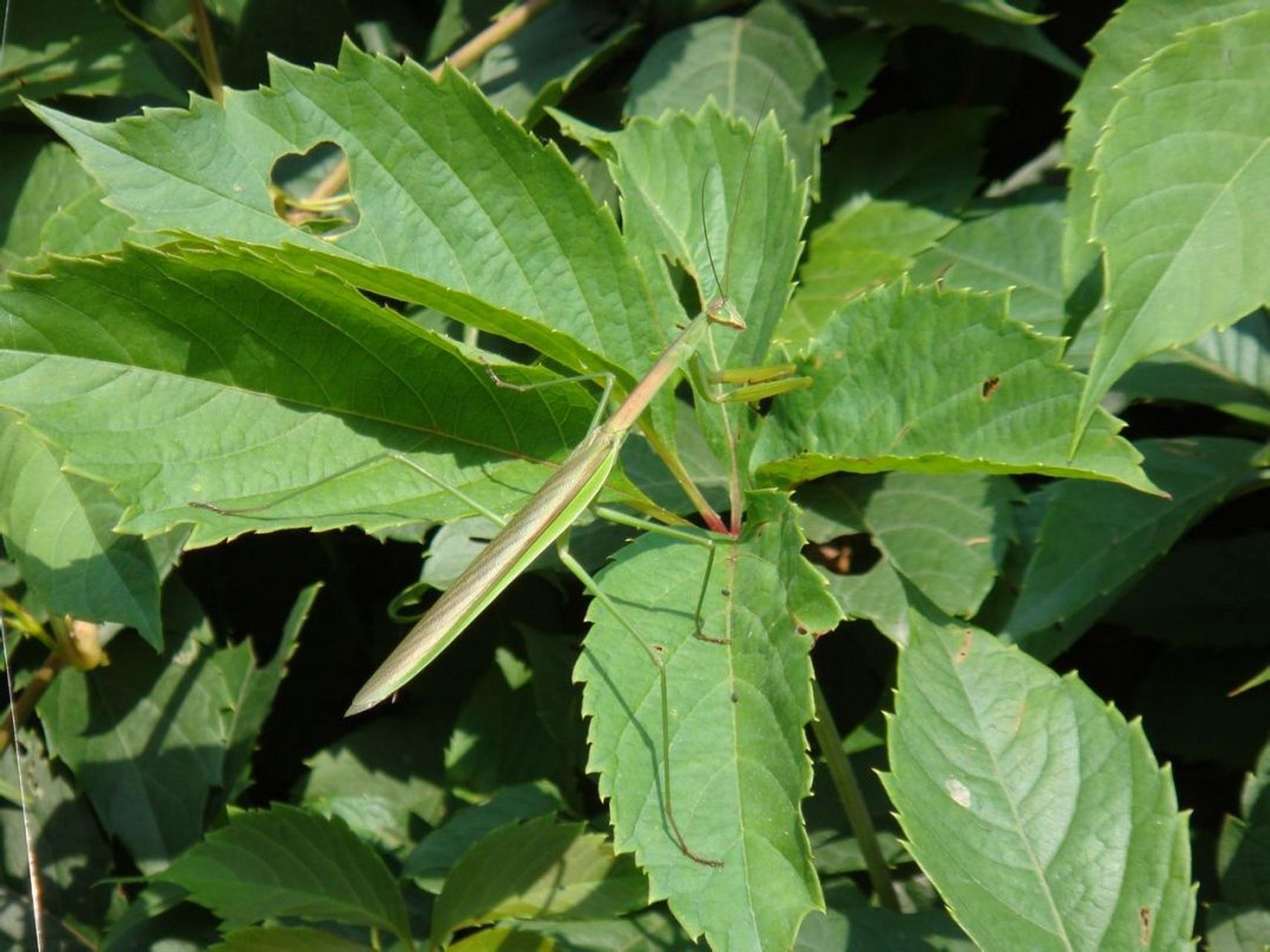 每天认识一种昆虫——中华大刀螳 中华大刀螳螂是我国常见的一种大型