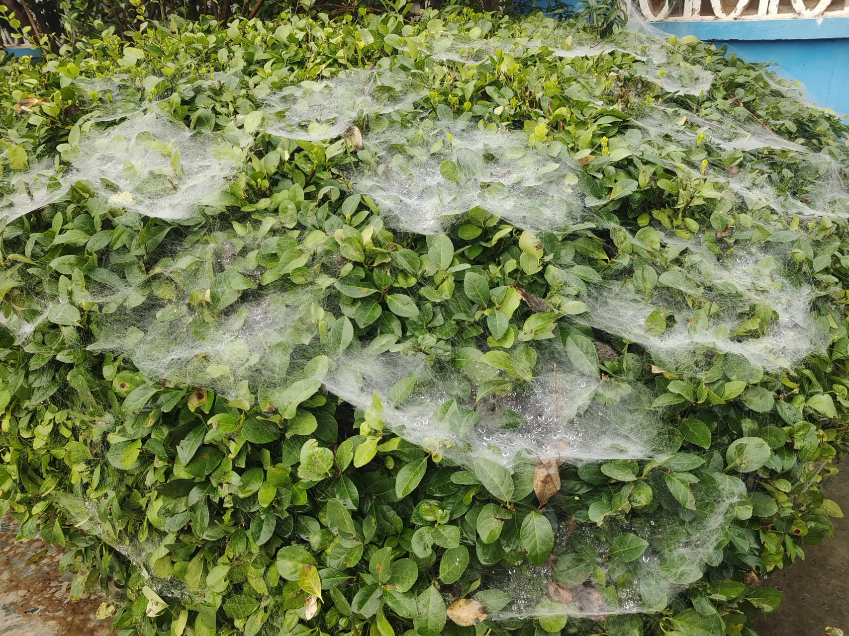 蜘蛛的帐篷和吊床 雨后的冬青丛中,红薯叶子上,蜘蛛大师的杰作清晰