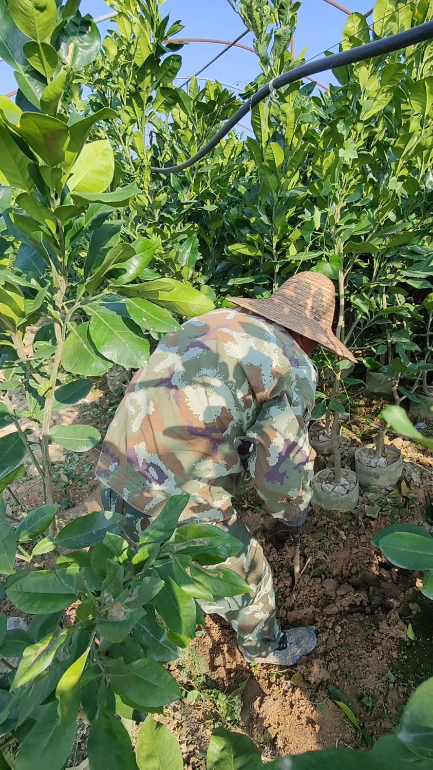 带土球泰国红宝石青柚苗,枝杆粗壮,叶片浓绿,健康精品苗木-度小视