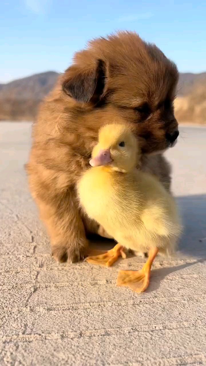 狗狗:困了,借你的肩膀靠靠太满足了