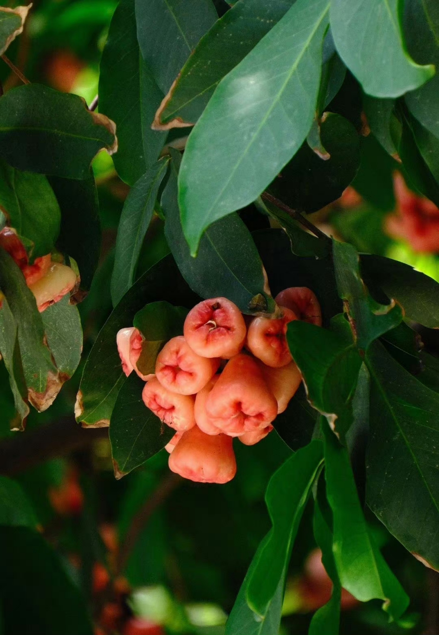 没有吃过雾莲,但是长得真的很美