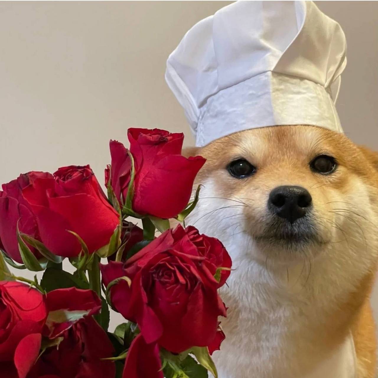 厨师小柴的一天!#狗狗# #狗狗