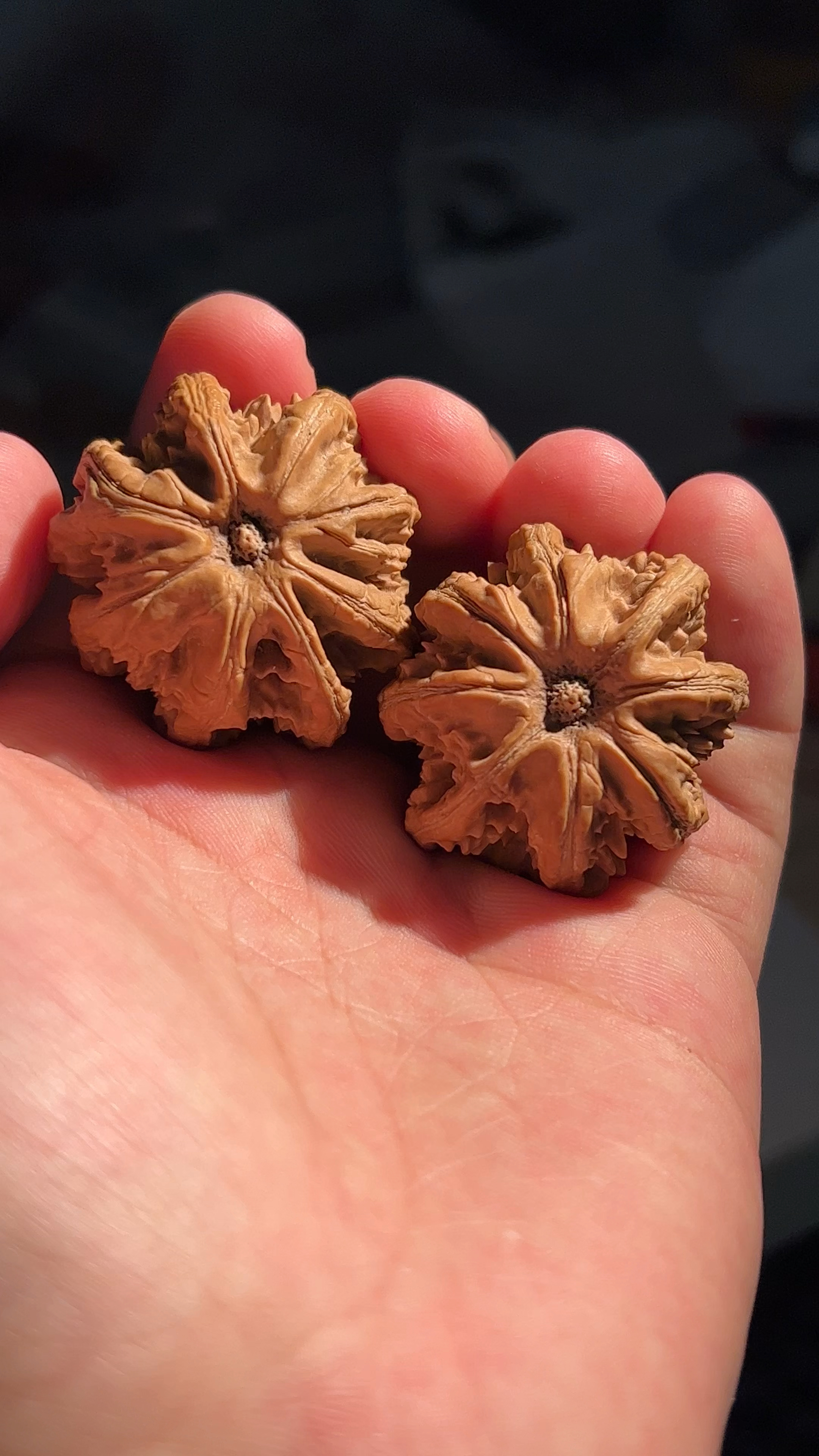 京八棱野生小核桃,今年最大的一对,两个一模一样!-度小视