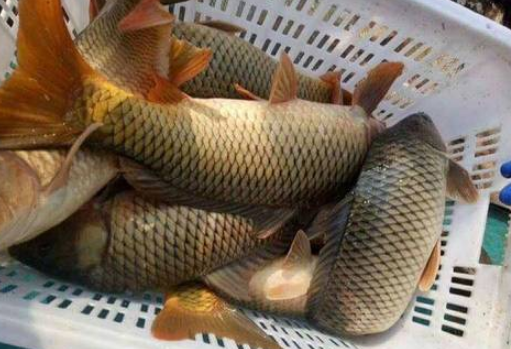 黄肉鲤鱼是什么品种