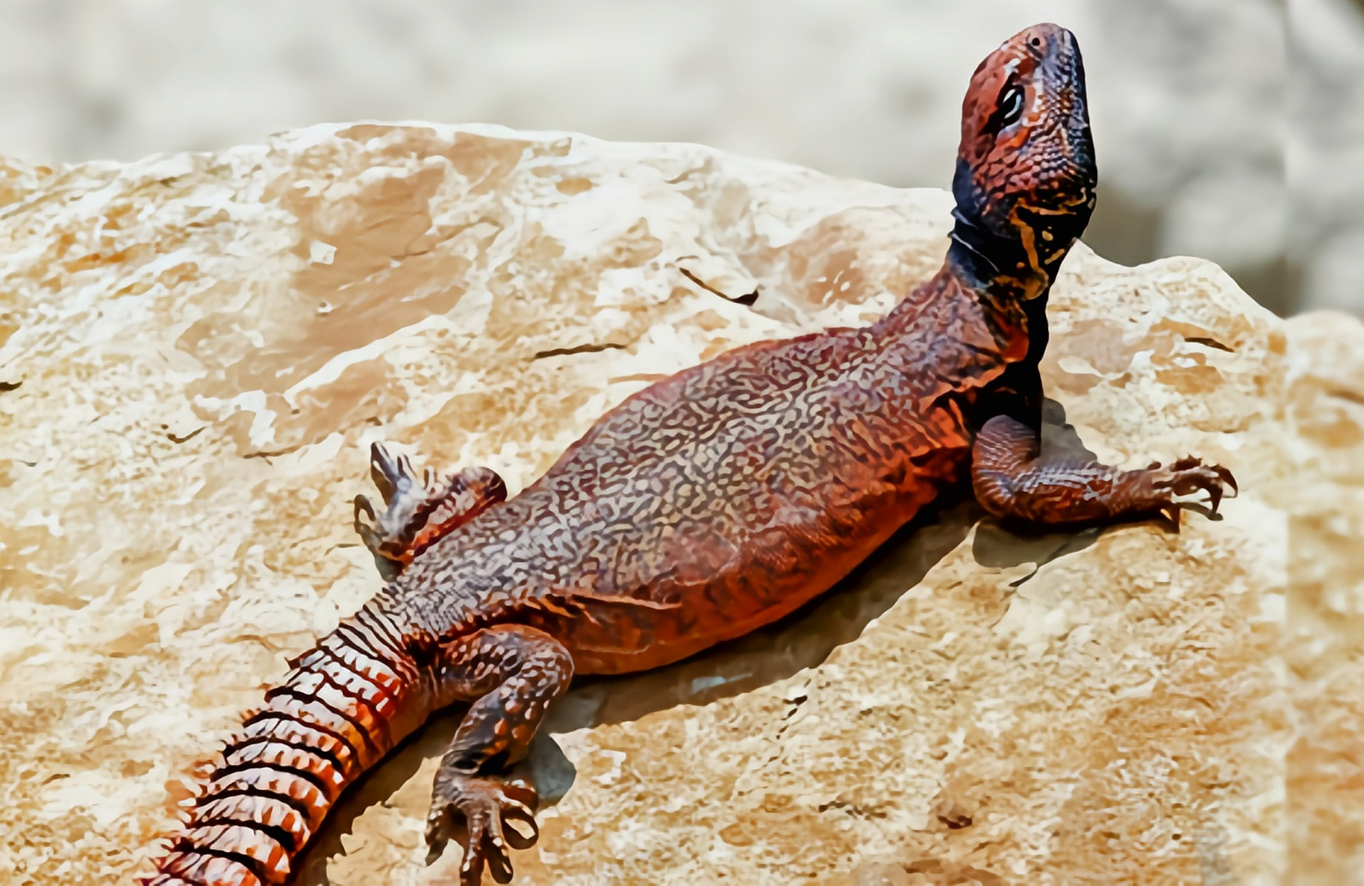 每天认识一种动物——摩洛哥王者蜥 摩洛哥王者蜥别名多刺蜥,非洲王者