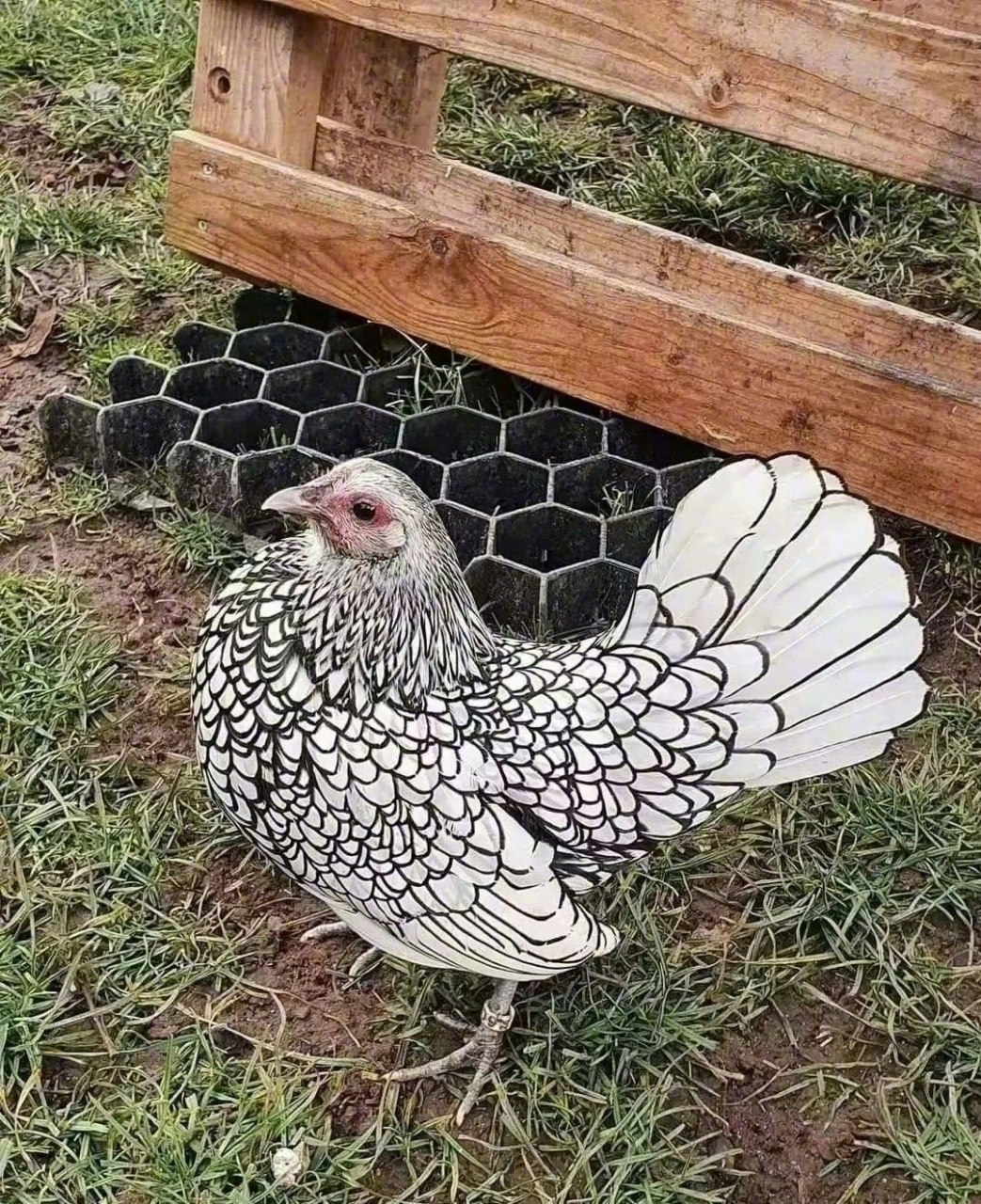 自带钩边的大公鸡