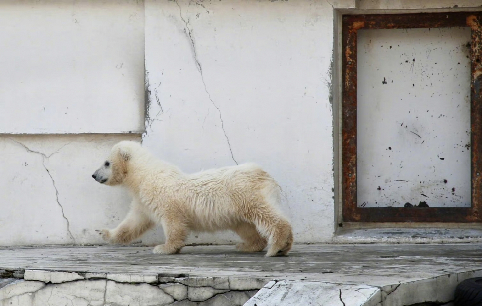 小北极熊,迈着六亲不认的步伐