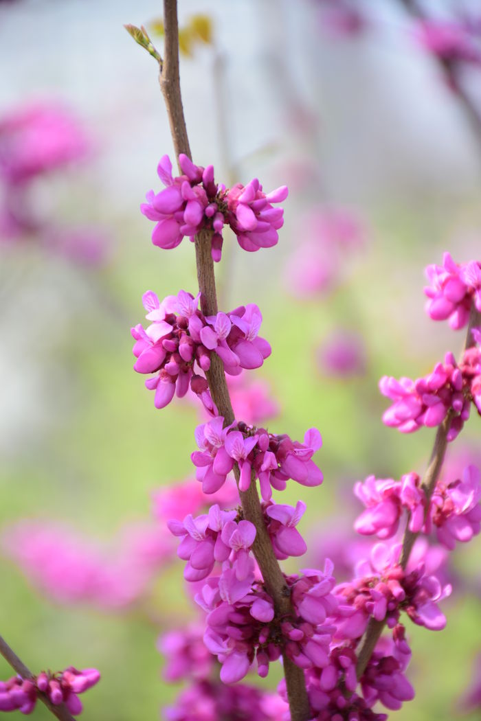 迎春花花朵样子图片