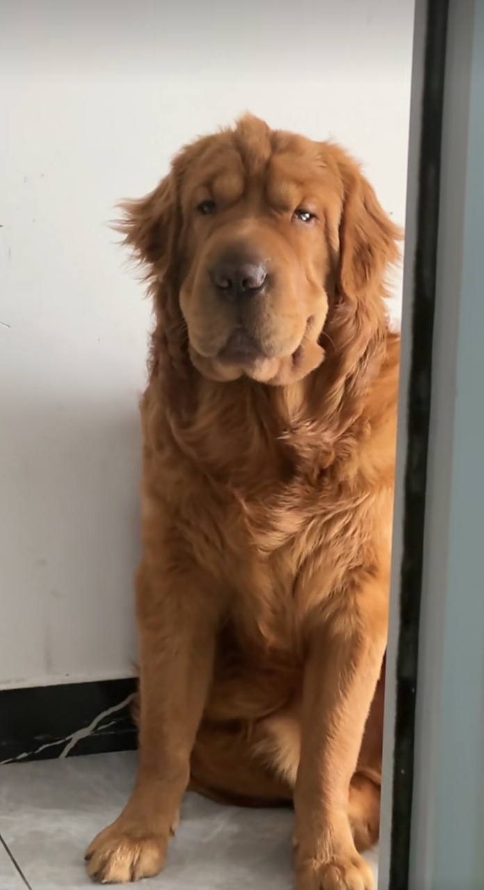 狗子愁眉苦脸的