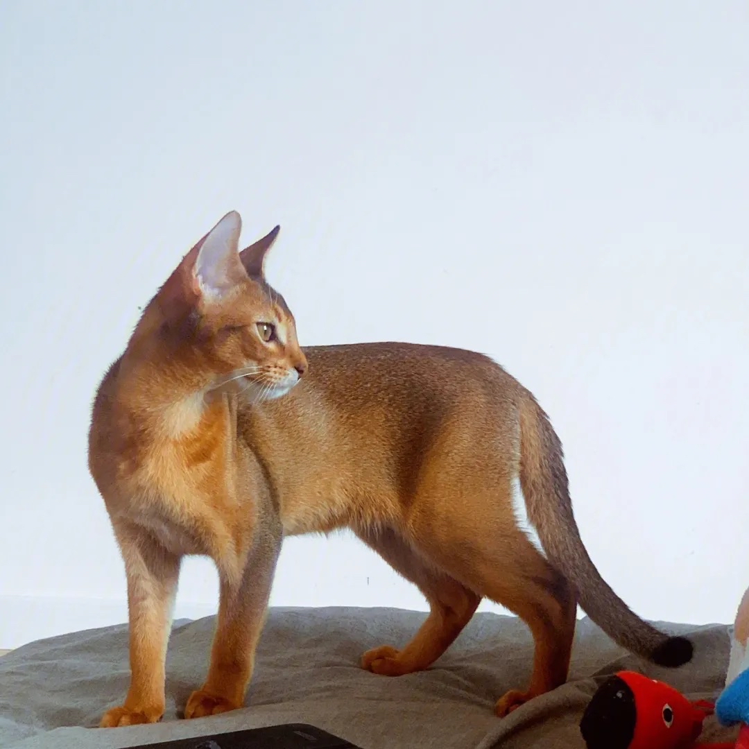 猫咪品种百科:阿比尼西亚猫,最古老的猫咪品种之一