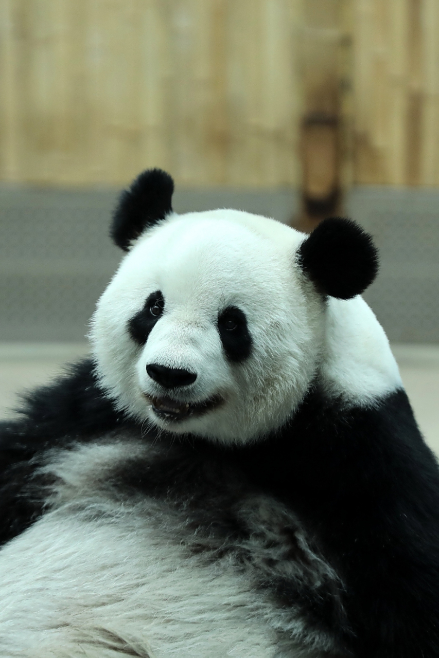 大熊猫思嘉#  ee 们,图3才是我思嘉.