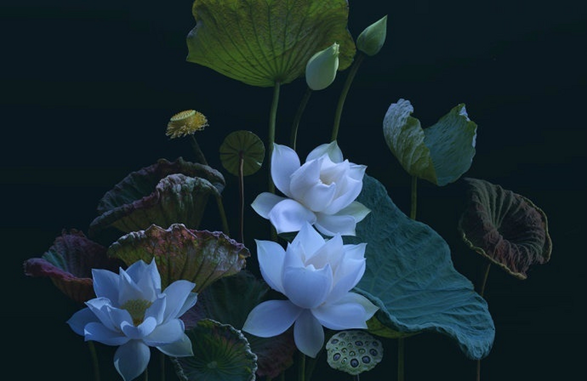 不愛紅蓮愛白蓮 fr:duong quoc dinh 67676767