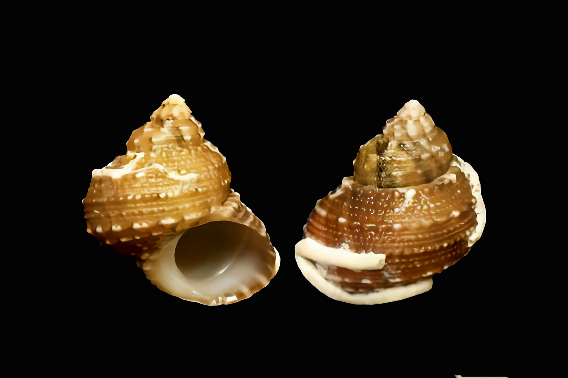 每天认识一种动物——栗色蝾螺 栗色蝾螺原产大西洋加勒比海海域.