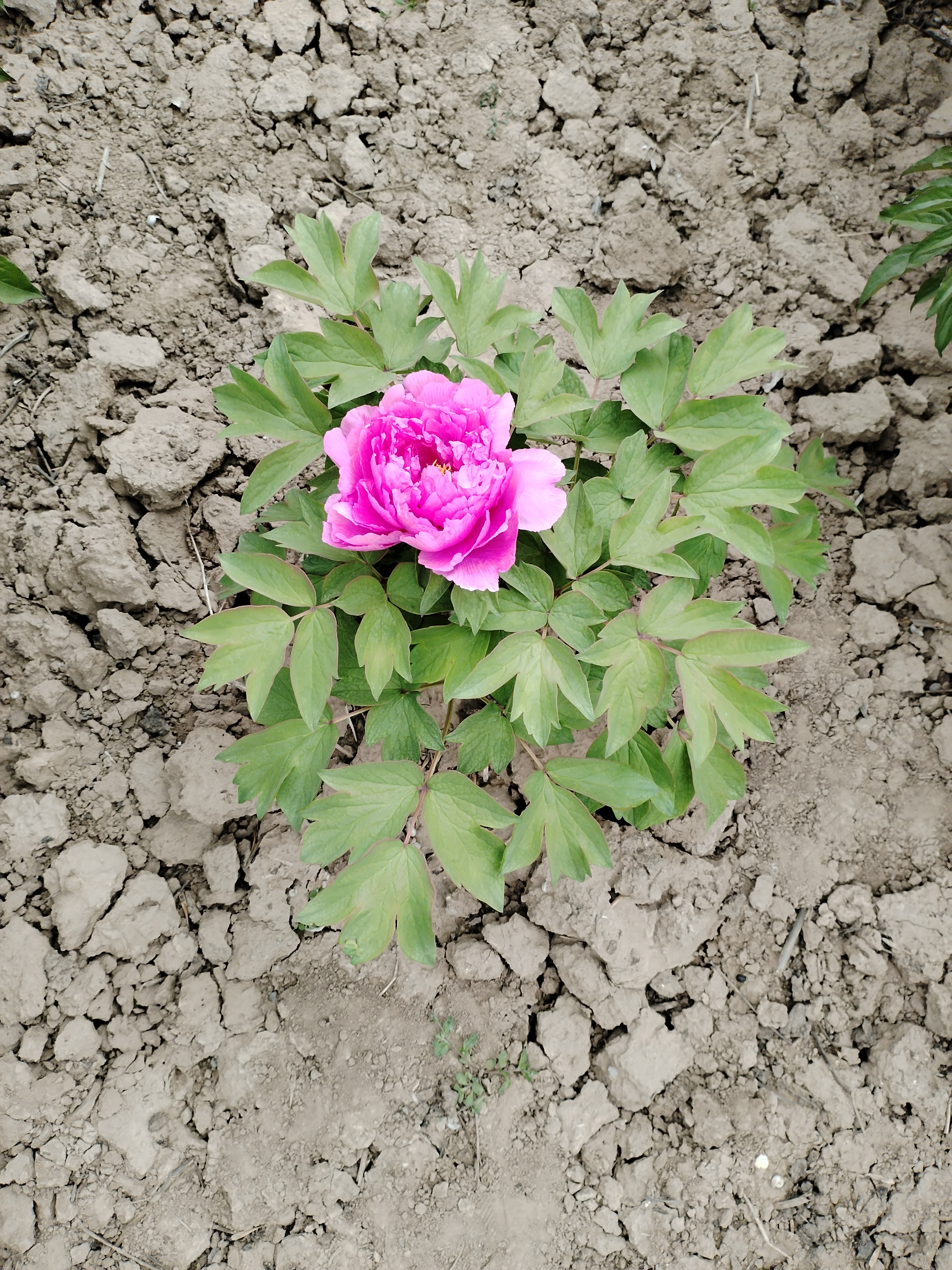 无棣清波烟雨植物园