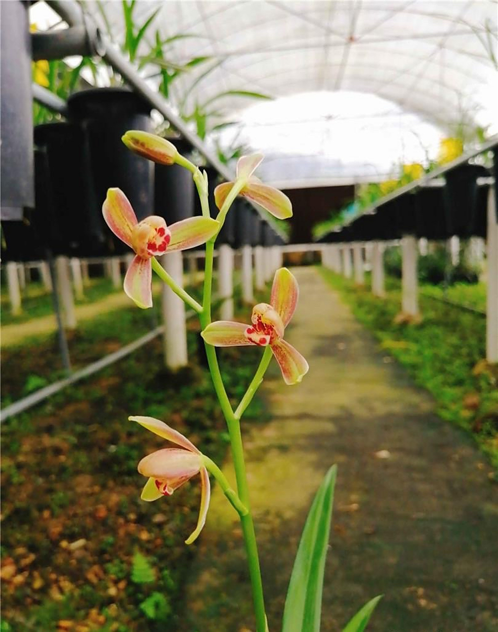 建兰 精彩梅  快开花咯#兰花