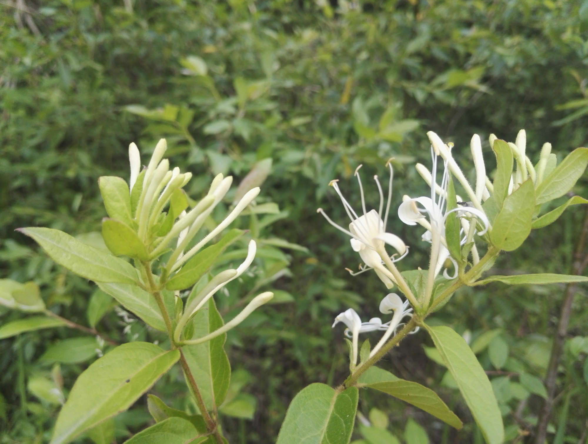 采摘野生的金银花