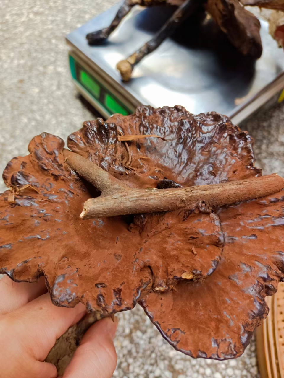 有一种很苦的灵芝叫赤灵芝.有姐妹问,我这里统一回复下.