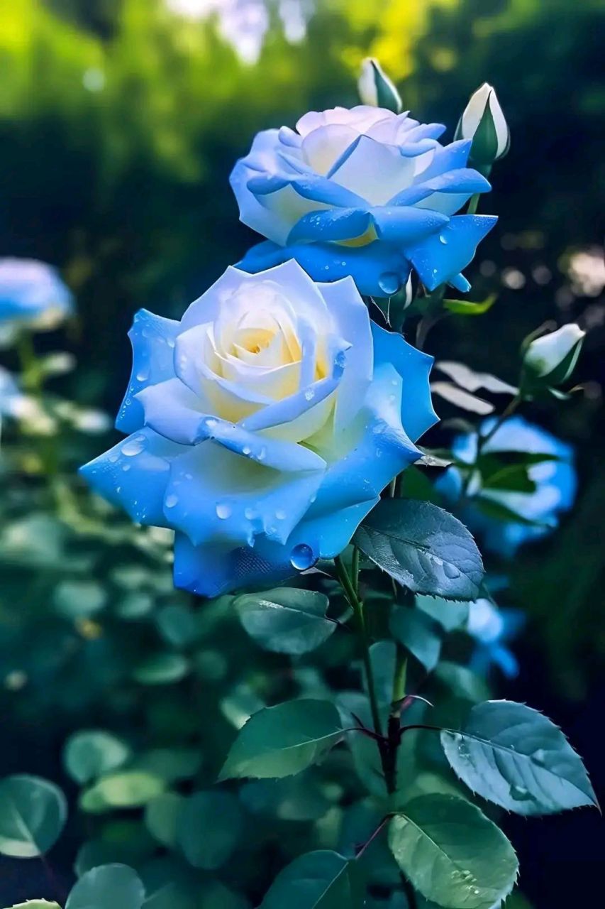 我和ai有话说# 《冰蓝玫瑰》  冰蓝玫瑰诠心菲,翠蓝花香迷蒙醉.