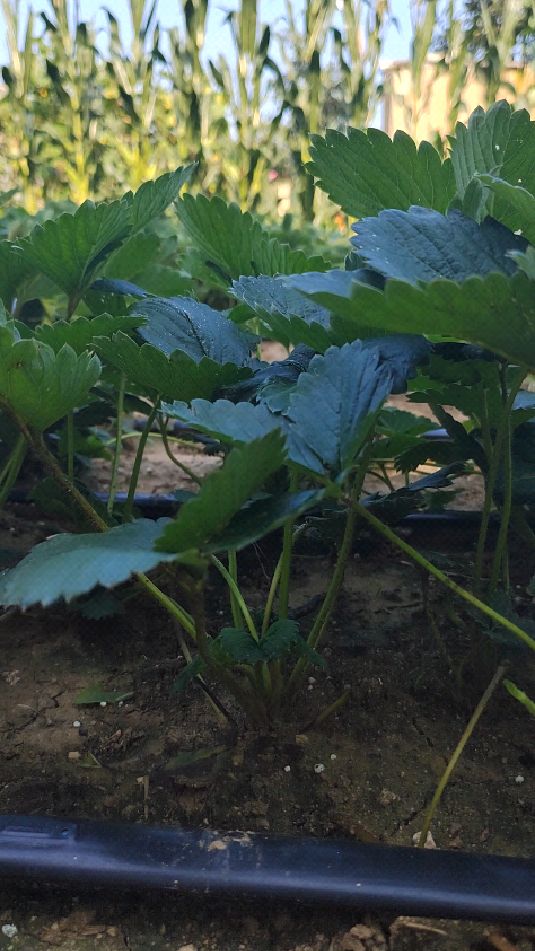 白草莓草莓苗之天使八号草莓苗基地