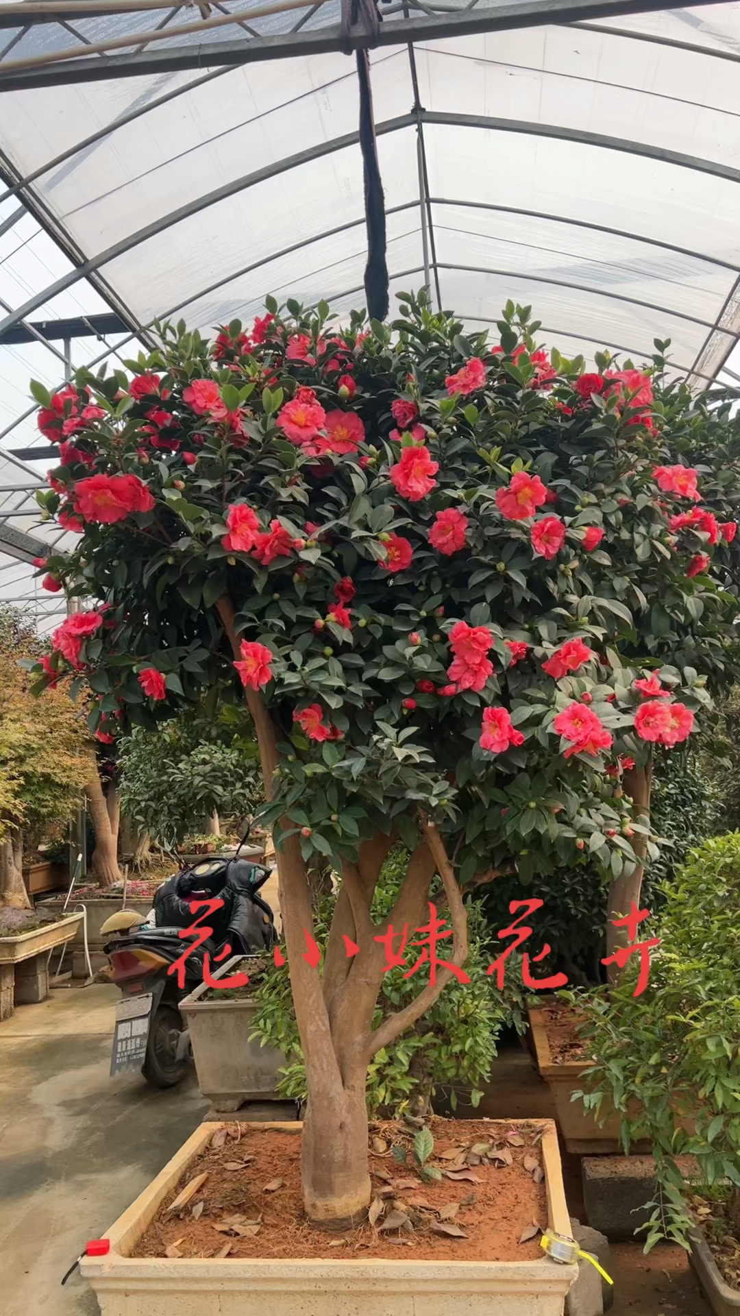 老桩茶花四季常青不落叶现在正是花期适合庭院别墅农家小院栽植