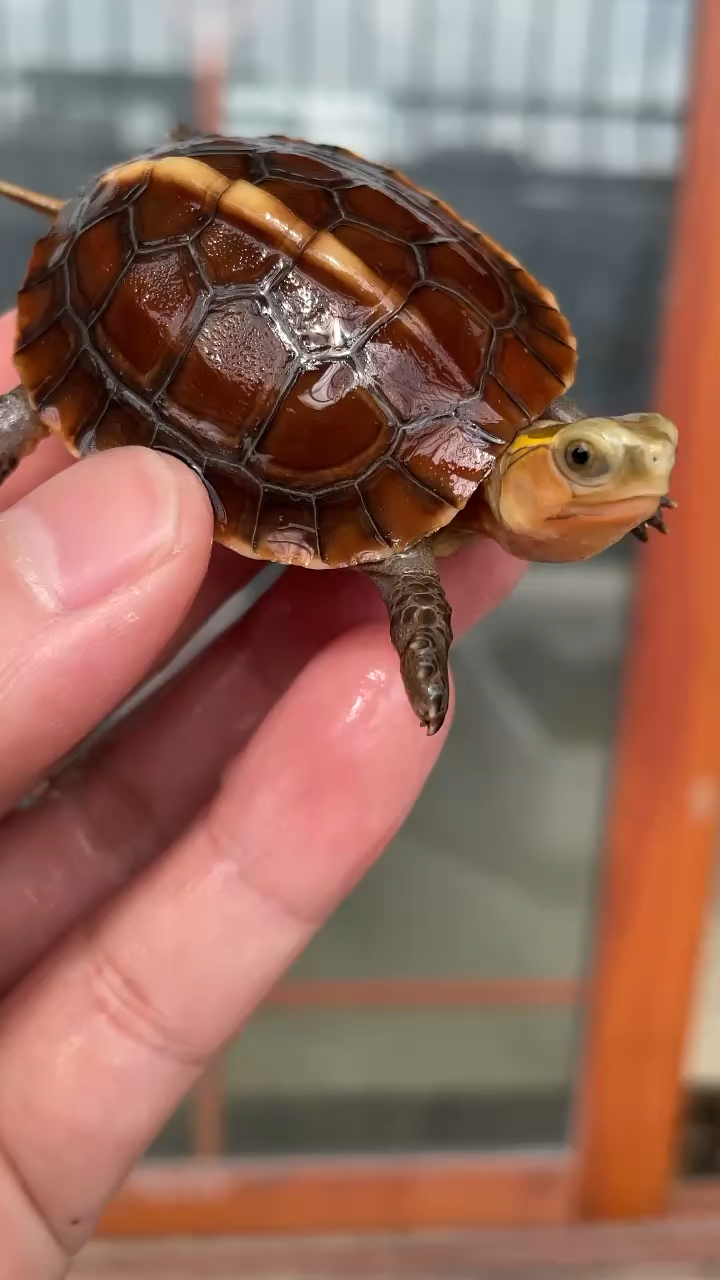 黄缘龟小龟为啥那么小,其实种龟均1.