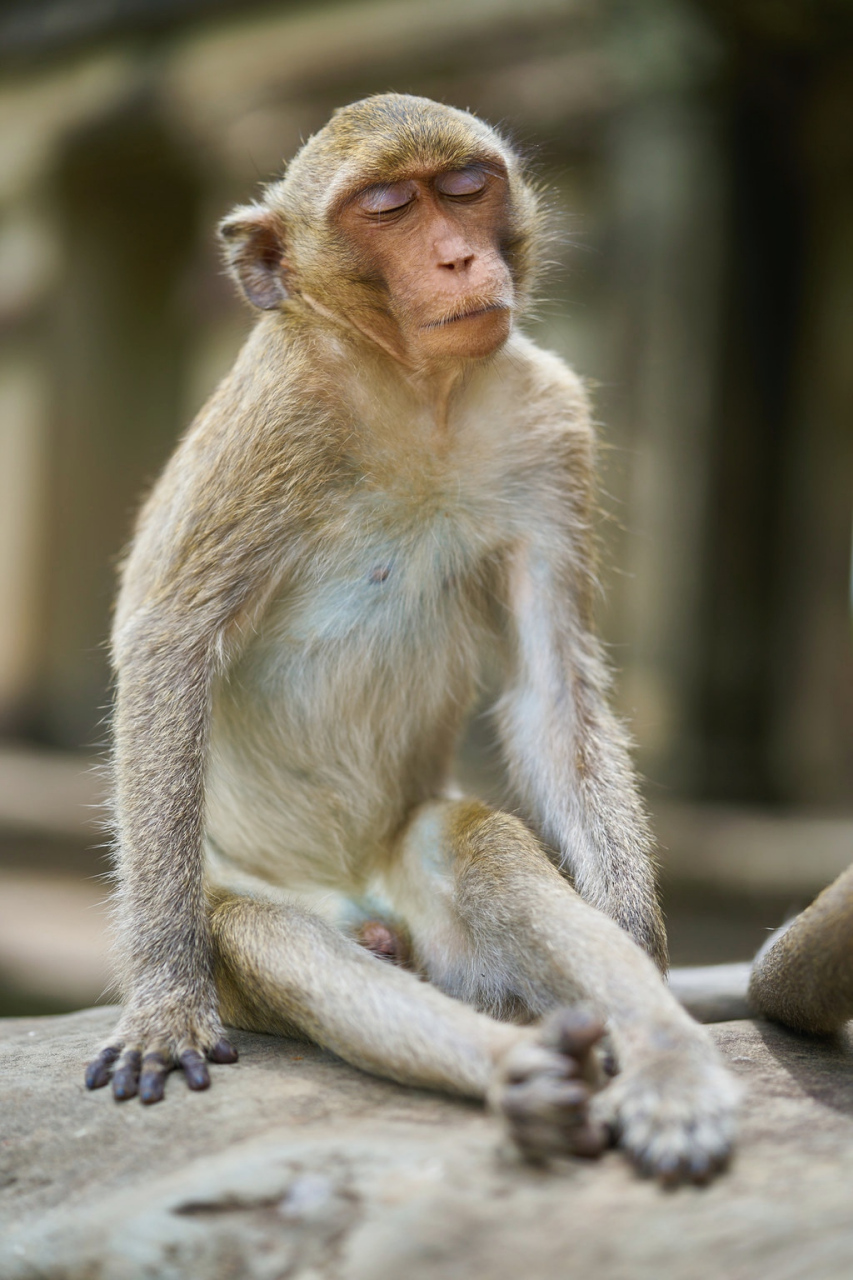莫高窟的猴子,一副超然脱俗,了悟猴生的样子.#动物趣图