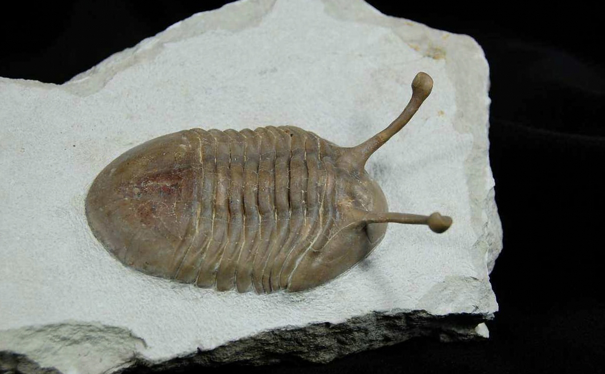 远古生物探秘——卡瓦勒斯基栉虫 卡瓦勒斯基栉虫听名字就知道它的