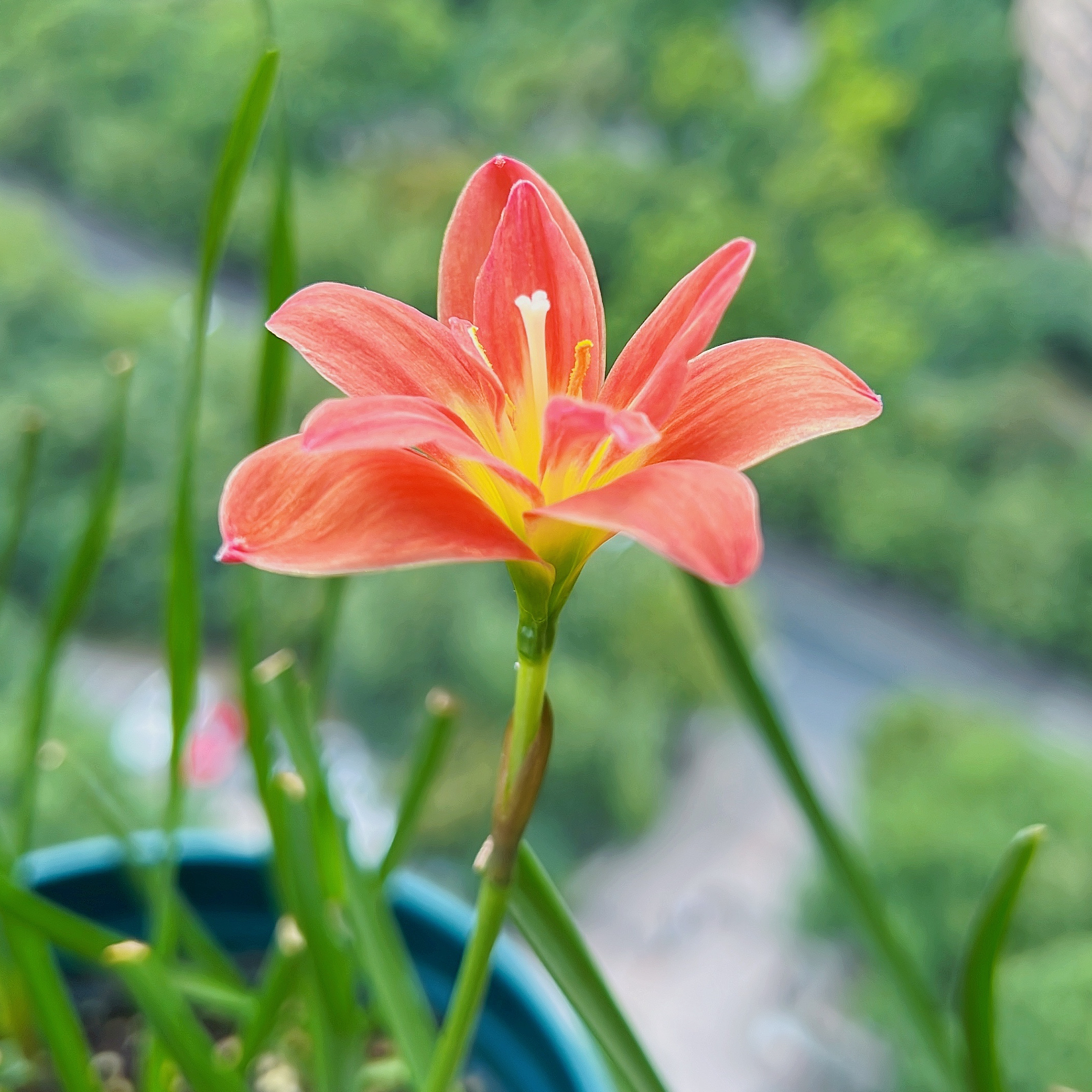 重瓣风雨兰,秋日的"拉风"