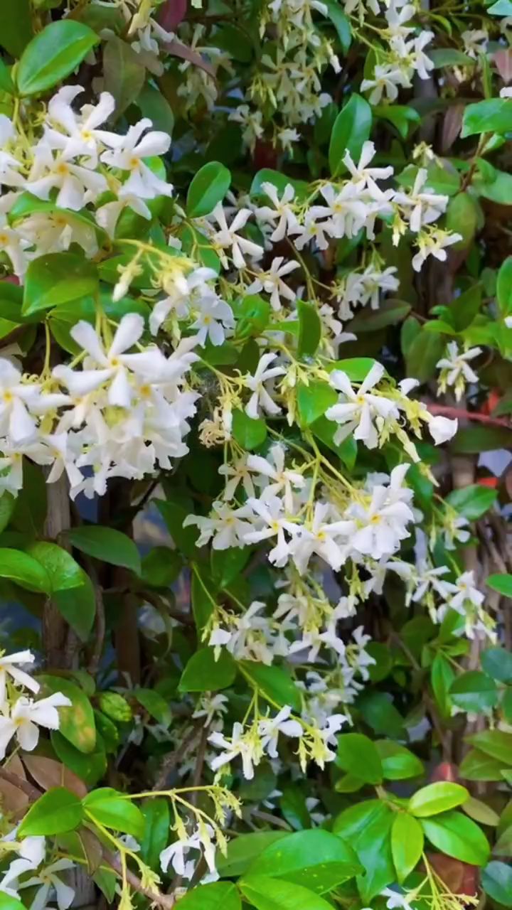 风车茉莉开花浓香型四季常青不落叶适合做拱门花墙花柱粉造型-度小视