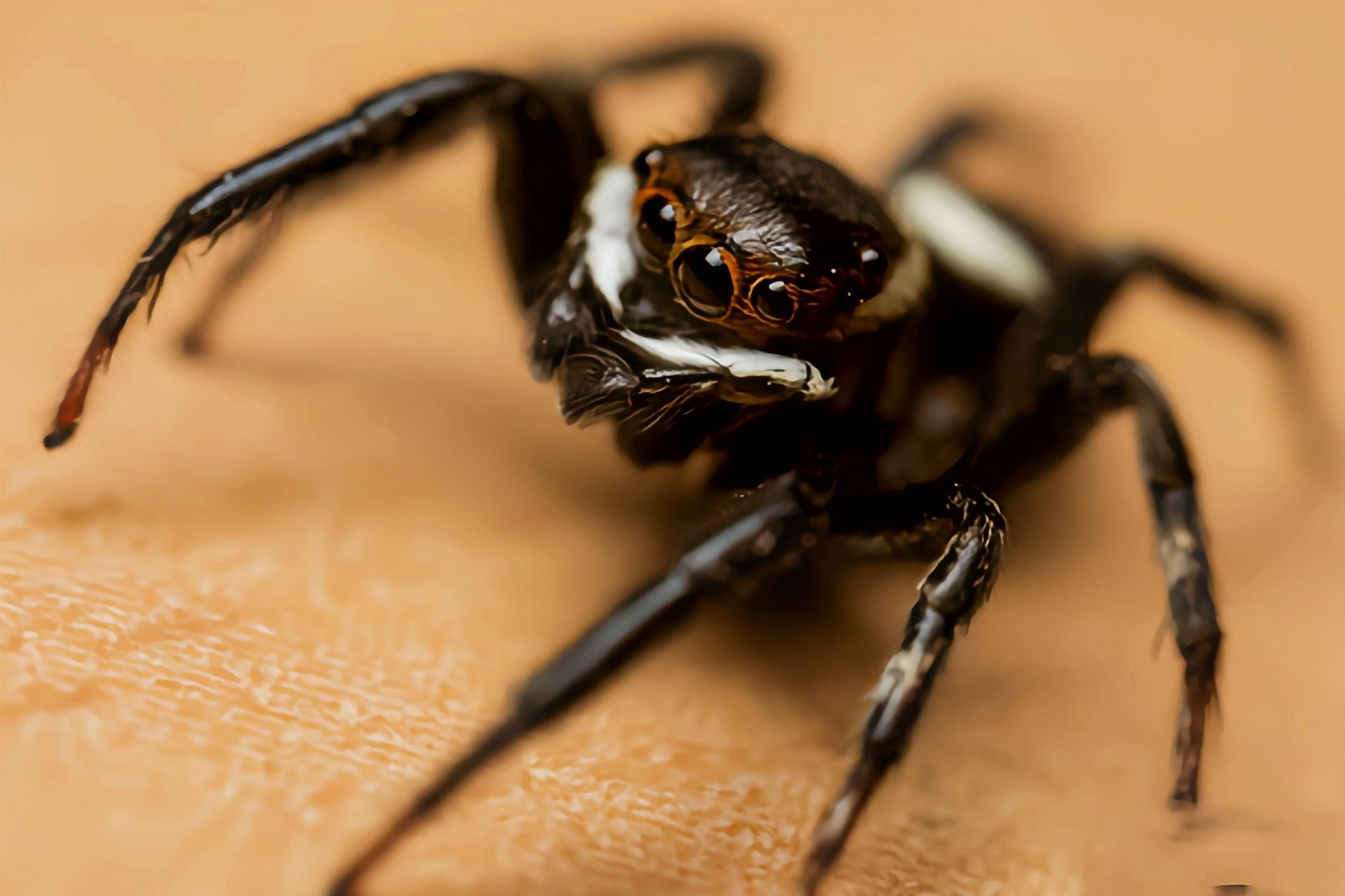 每天认识一种动物——花蛤沙蛛 花蛤沙蛛别名蝇虎,苍蝇老虎,安德逊跳