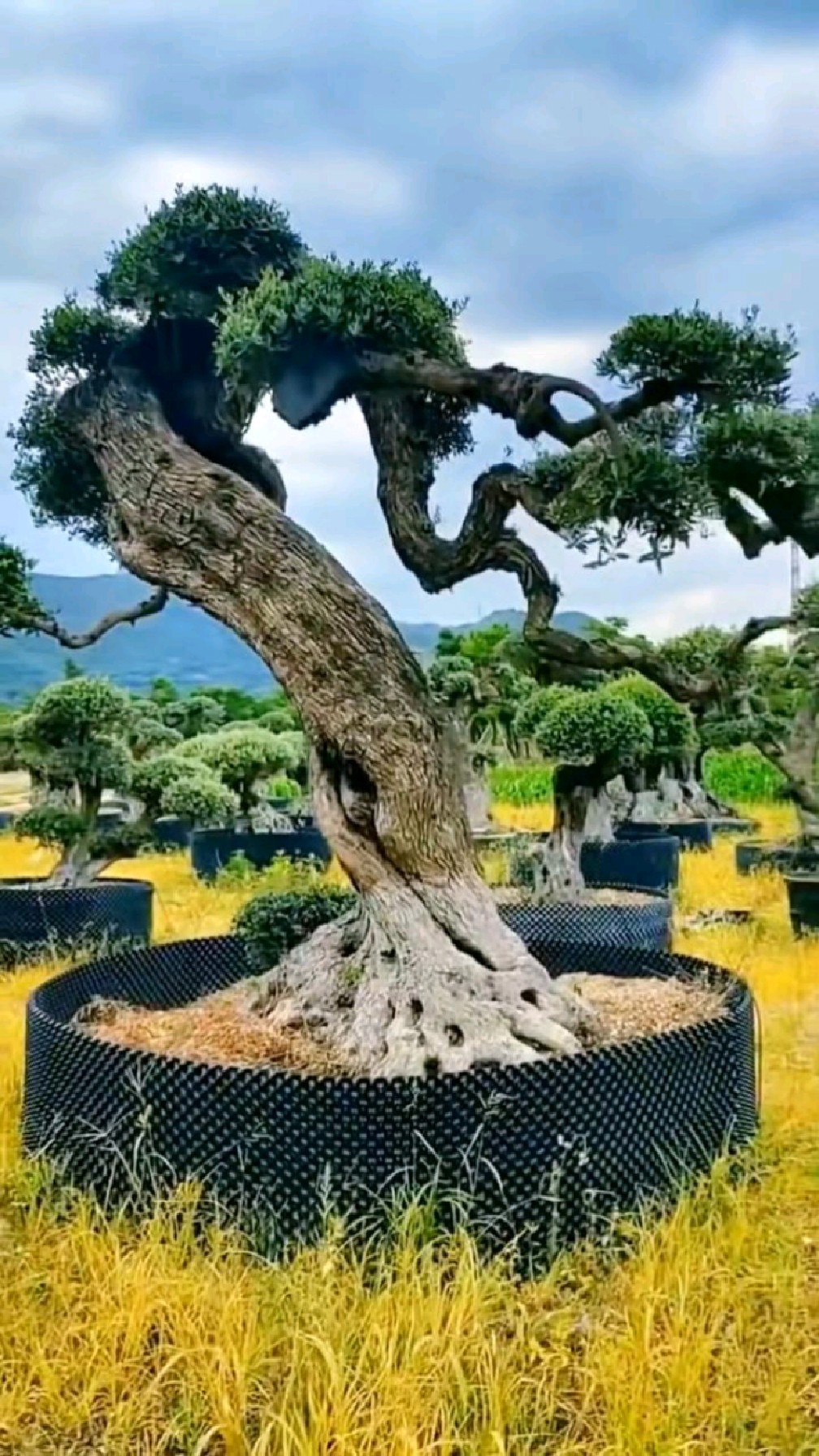 造型大气的地栽橄榄树