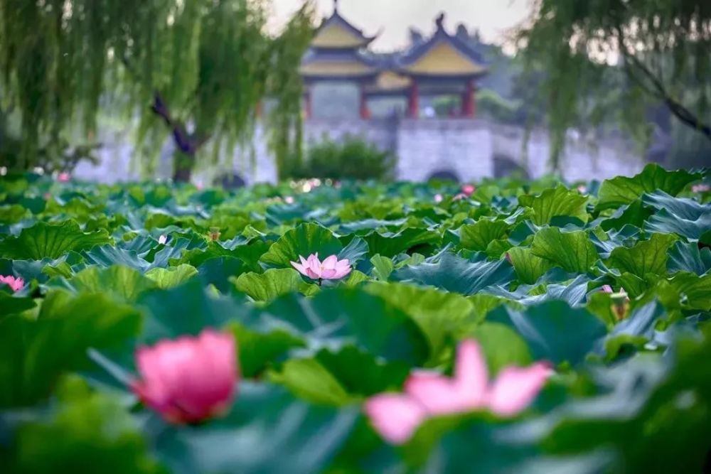 《江南的夏天》