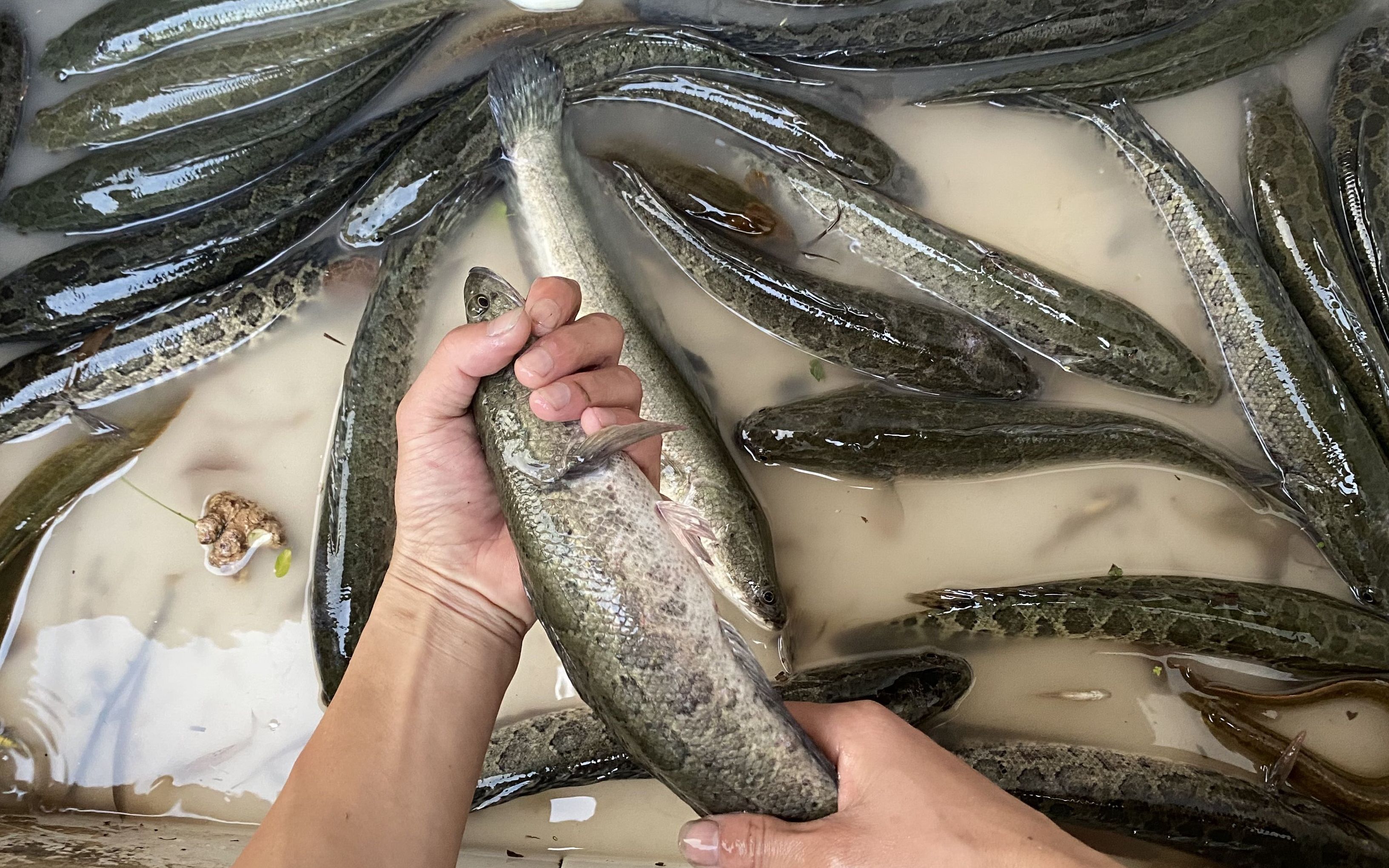 想在家裡養黑魚?讓我帶你一起學習如何引入地籠!