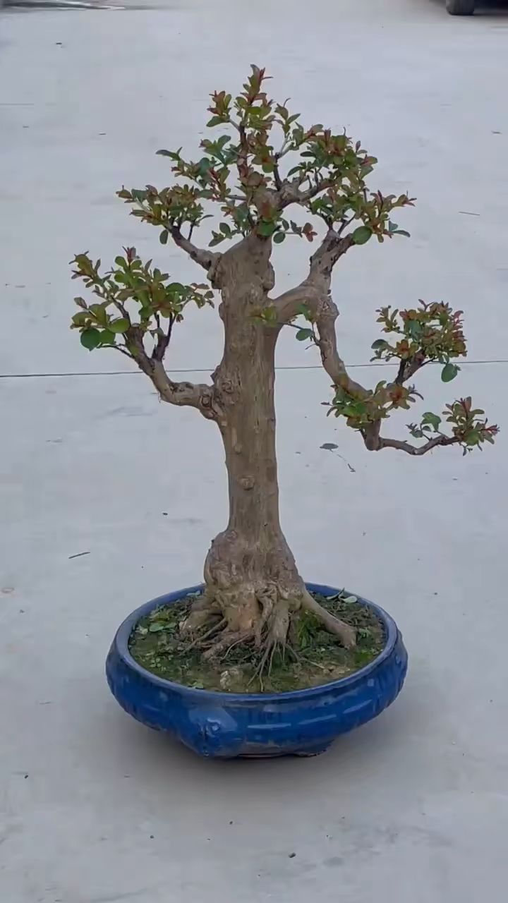 直杆文人紫薇树,简单耐看.-度小视