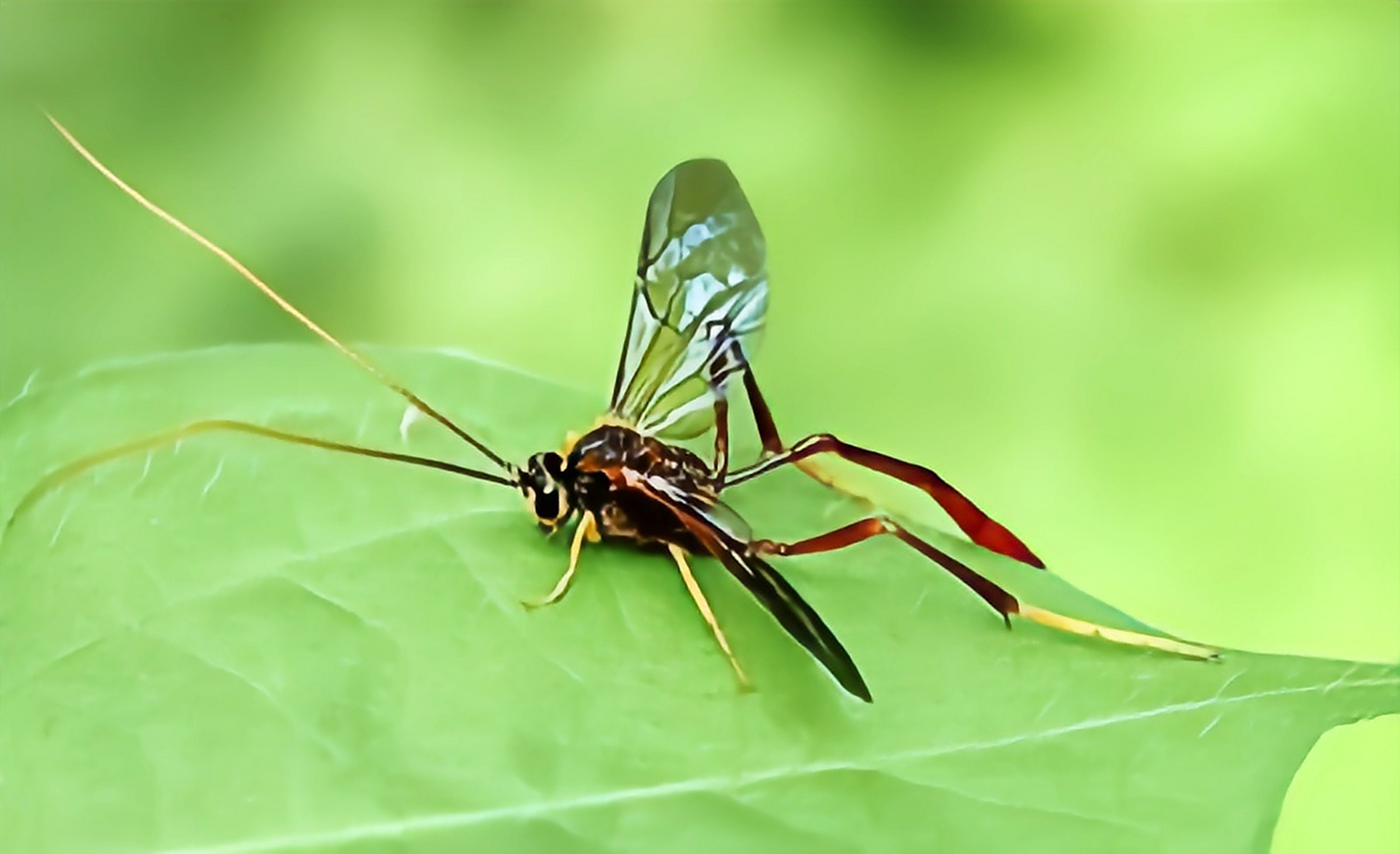 每天认识一种昆虫——姬蜂 姬蜂是膜翅目,姬蜂科昆虫,我国约有7000种
