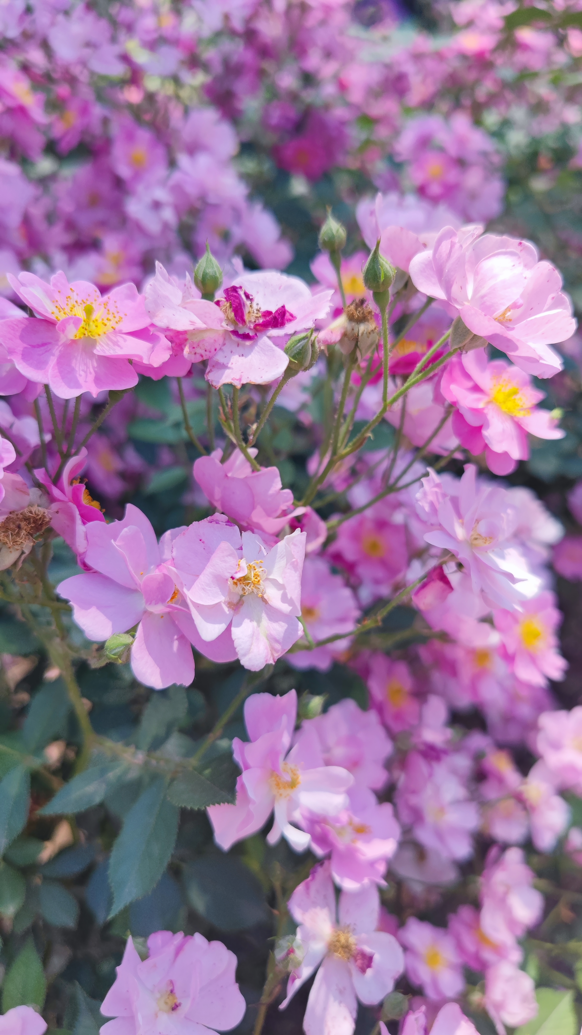 这种单瓣小花的月季,群开时真的无敌了!