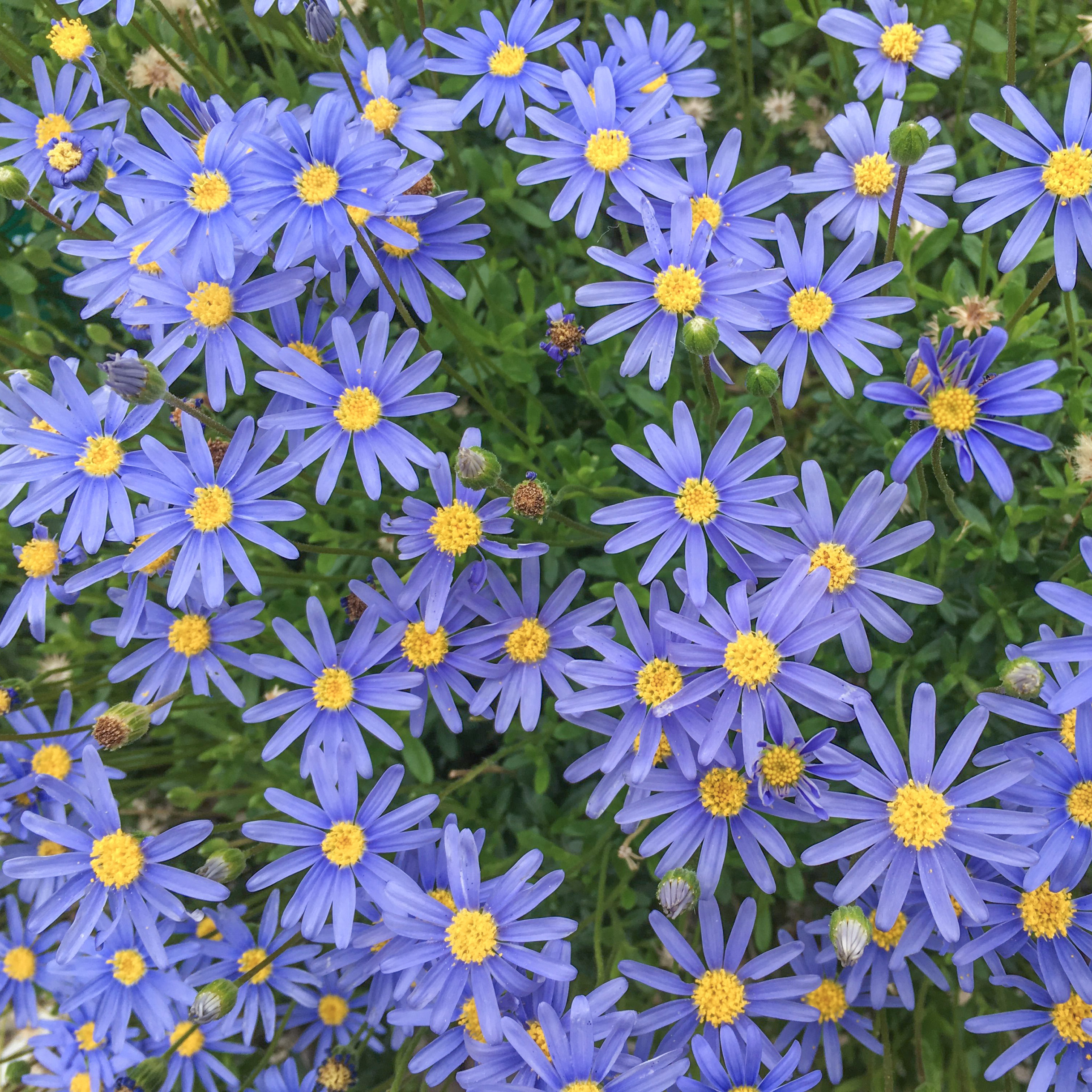 蓝 令人心动的高颜值少女花