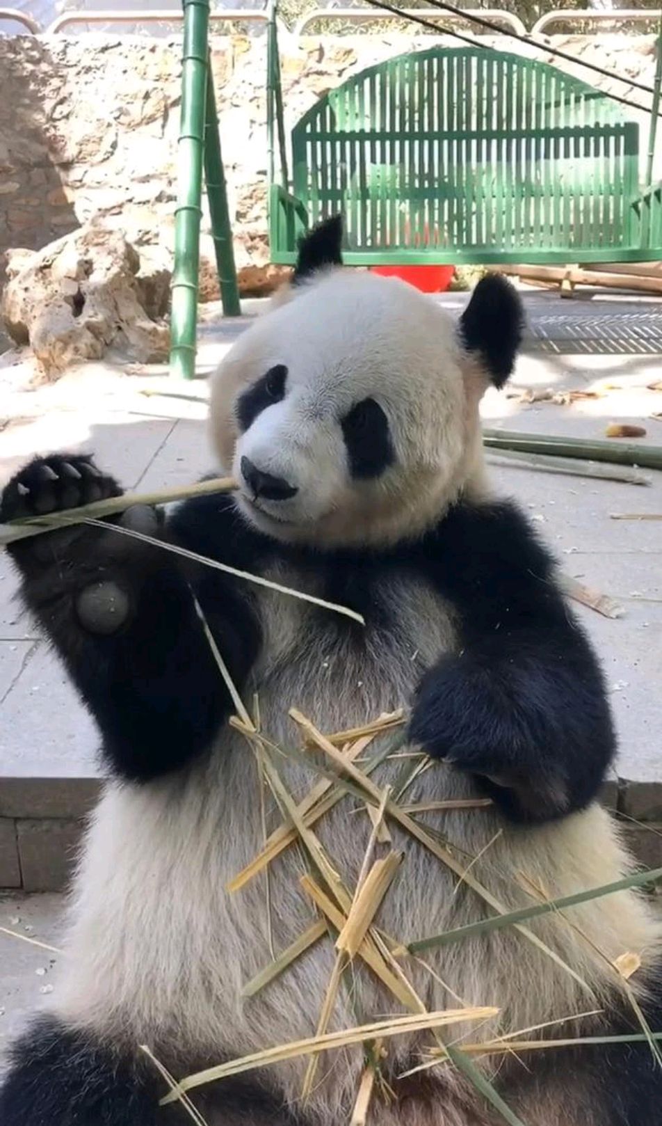 熊猫圈里最社恐的大熊猫,人称一枝花的"花点点"