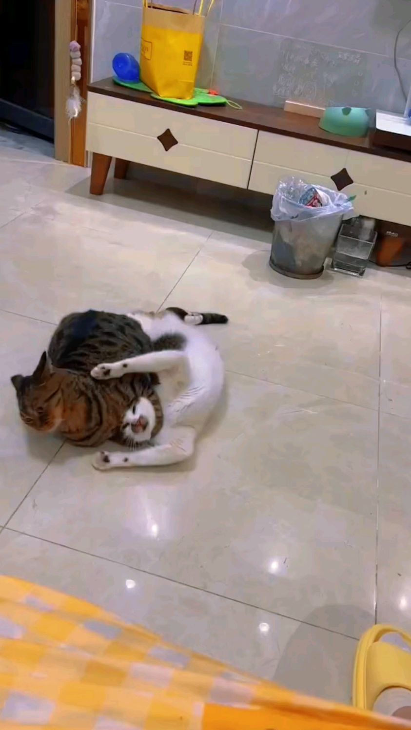 白色猫咪被褐色猫咪锁喉了,这谁顶得住啊