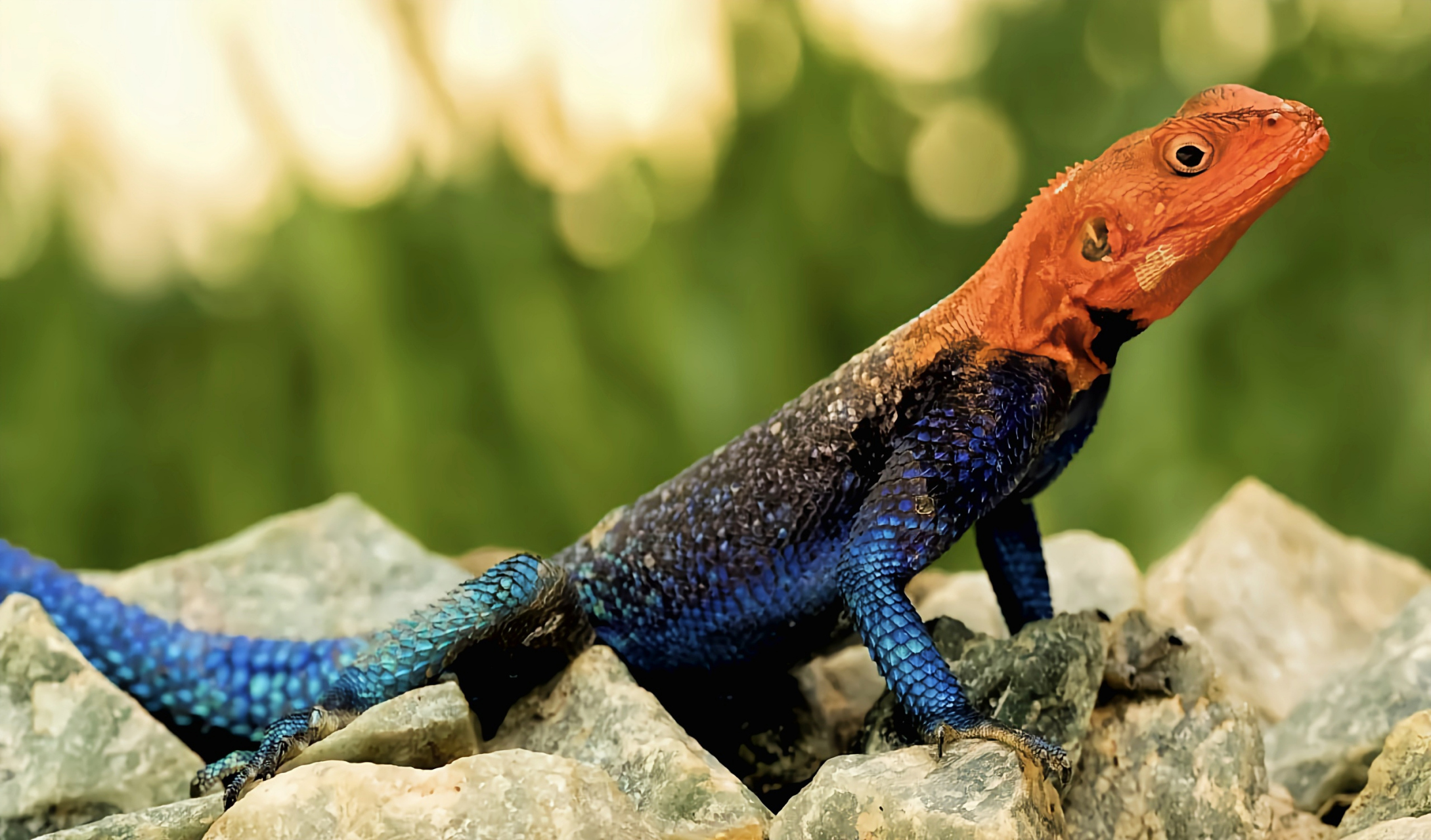 成蜥全长20-25厘米,头部三角形,身体强壮,雄性在繁殖期合会展现出