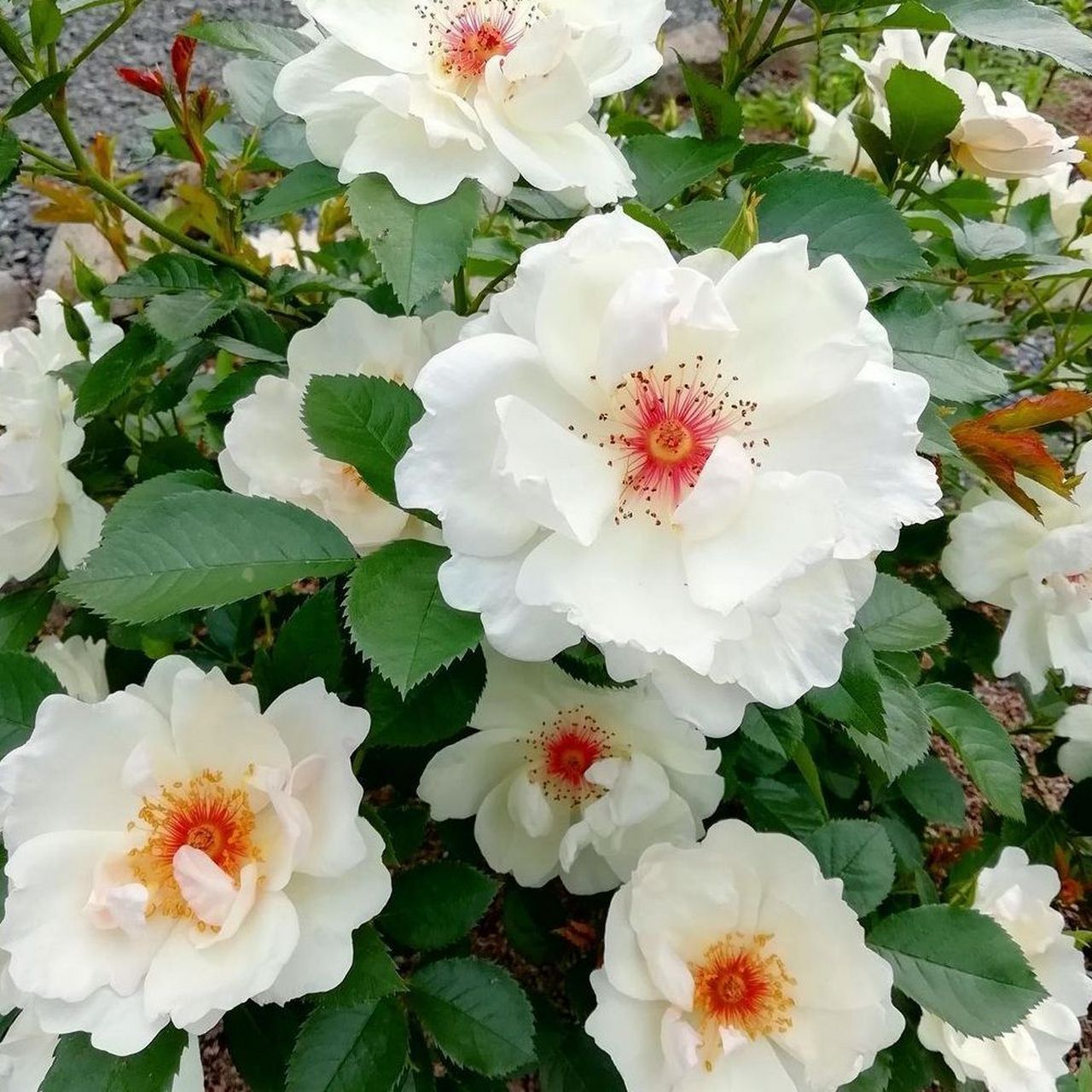 单瓣月季天花板—杰奎琳杜普蕾,纯白色的花瓣,粉红色的花蕊,使得它看