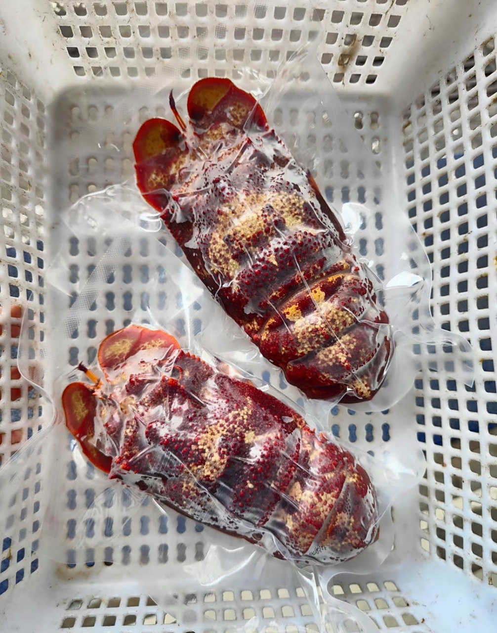 鳞突拟蝉虾,俗称犀牛虾,海战车,拖鞋龙虾,真的是太好看了!