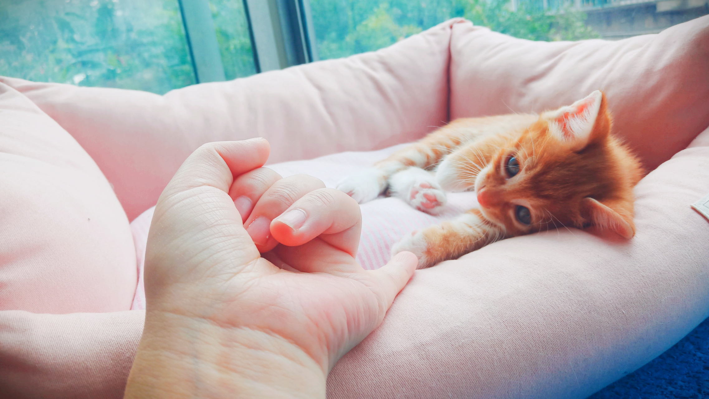 和主人拉勾勾的小奶猫 我们拉勾勾,要健康快乐一辈子哈,你答应我了哦