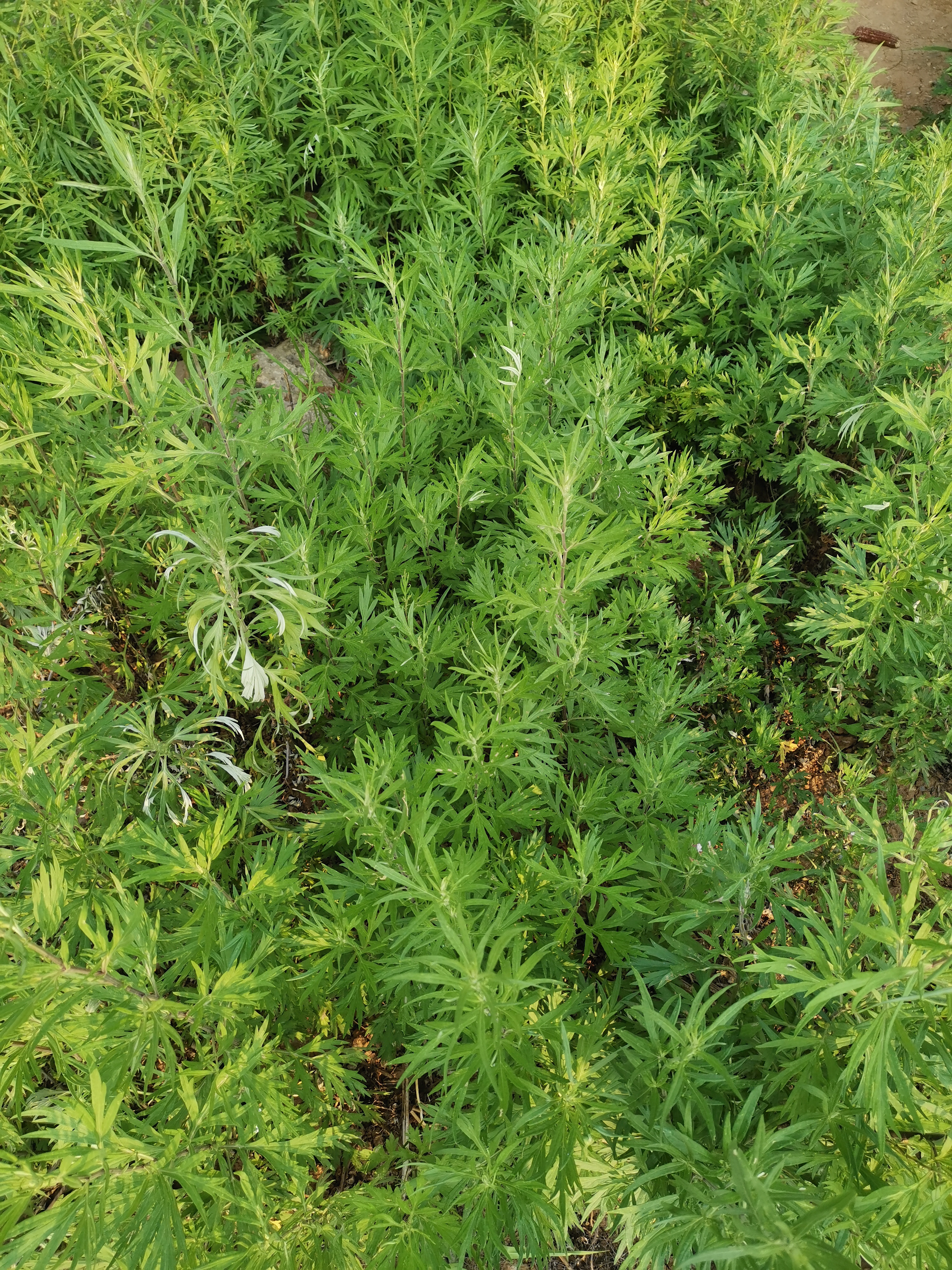 可以驱蚊的草,火绳草