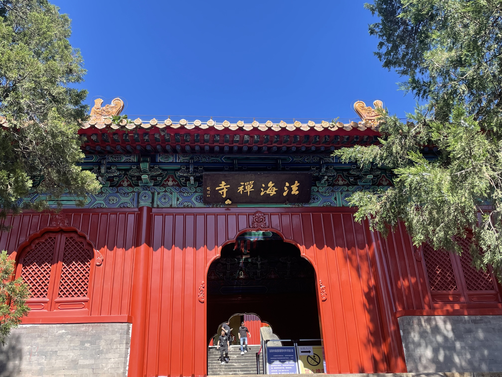 北京法海寺:大雄宝殿前的两株千年白皮松,真的是活着的文物,为北京