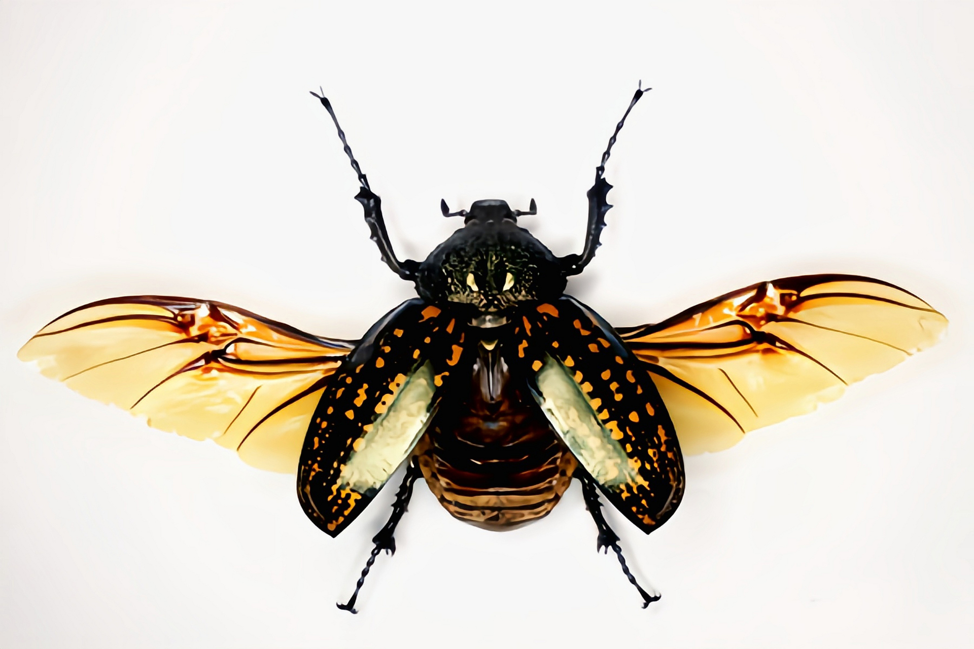 每天认识一种昆虫——格彩臂金龟 格彩臂金龟又名泰国长臂金龟,缅甸长