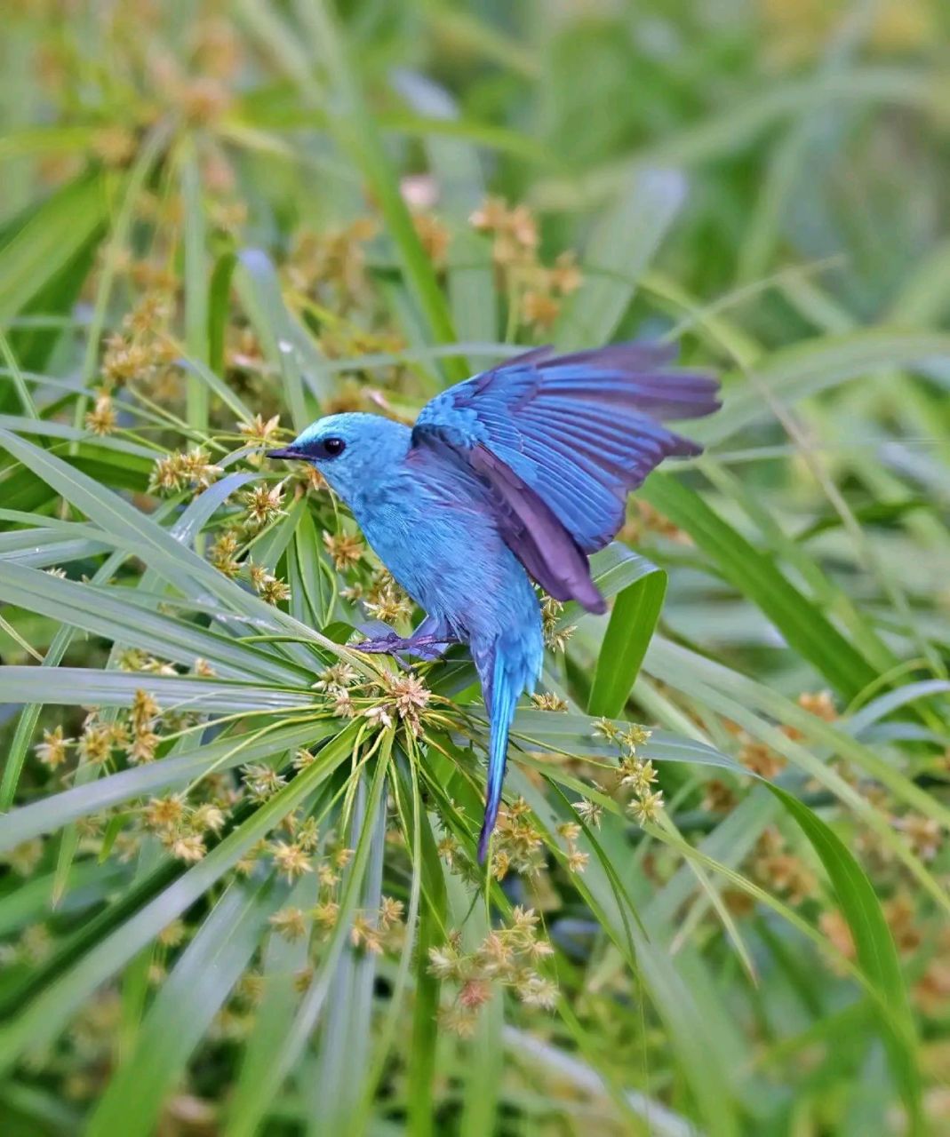 万物有灵·铜蓝鹟 铜蓝鹟是一种小型鸟类,体长13~16厘米,分布于亚洲