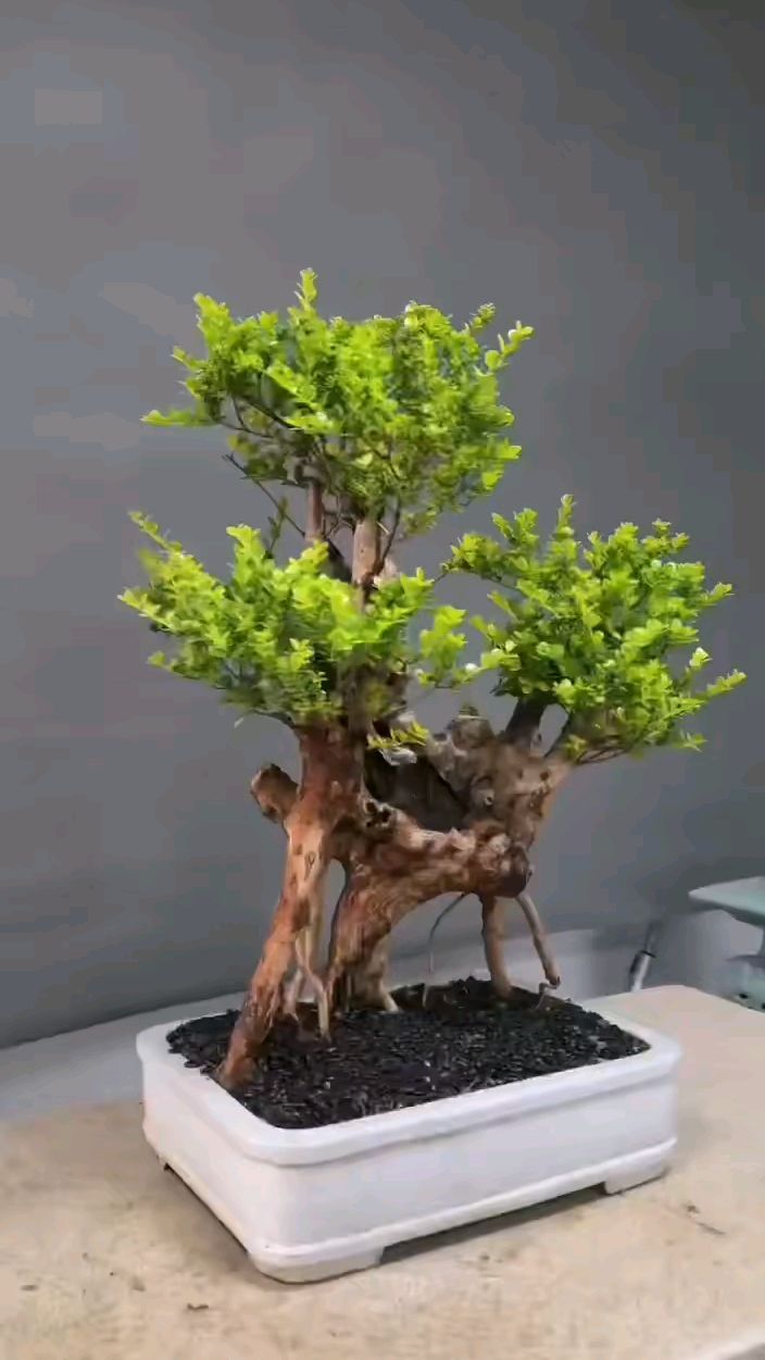 枯木逢春!老桩红杨