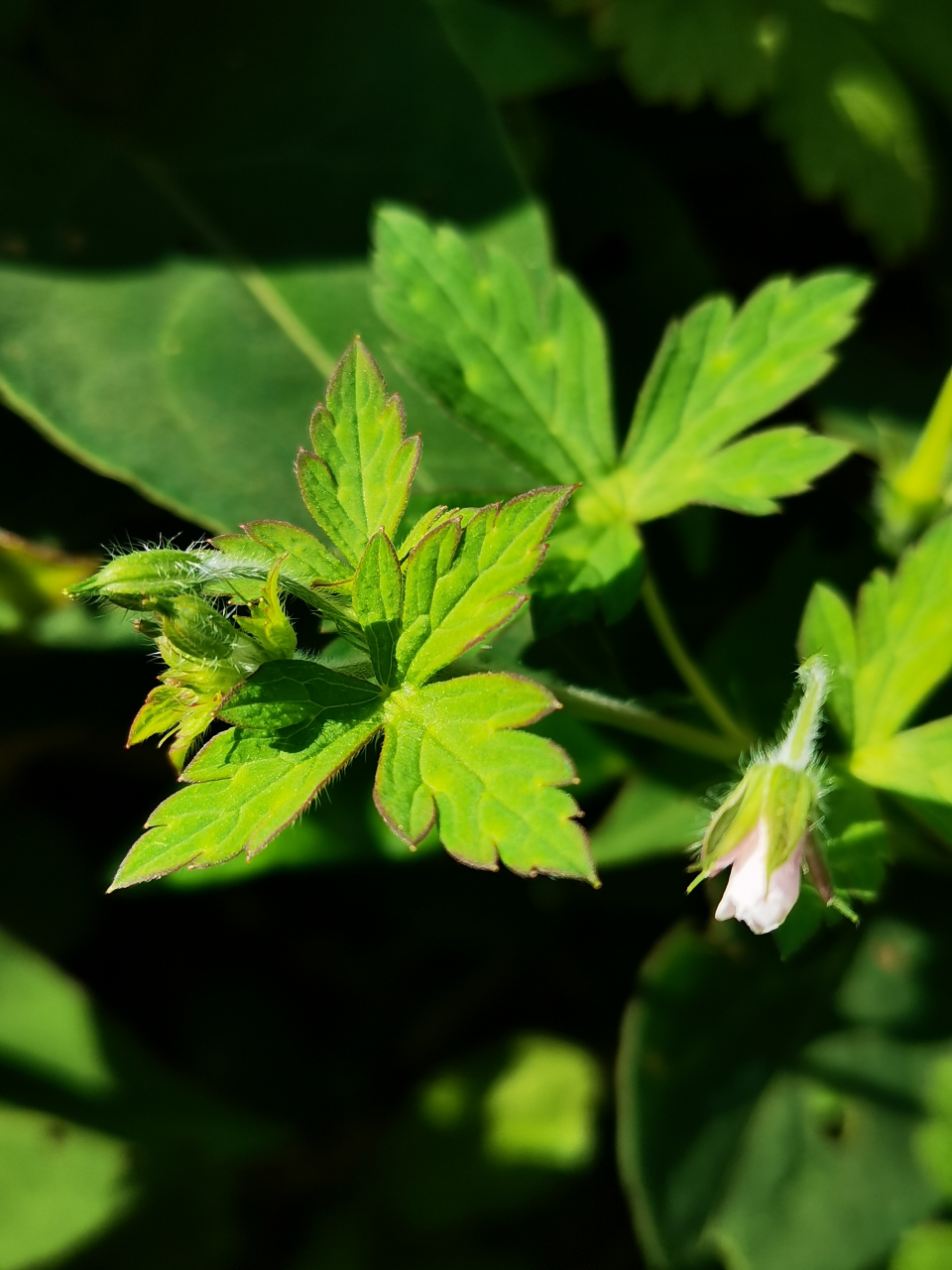 小红花]牻máng牛儿苗科老鹳草属多年生草本植物,高30～50厘米,尼泊尔