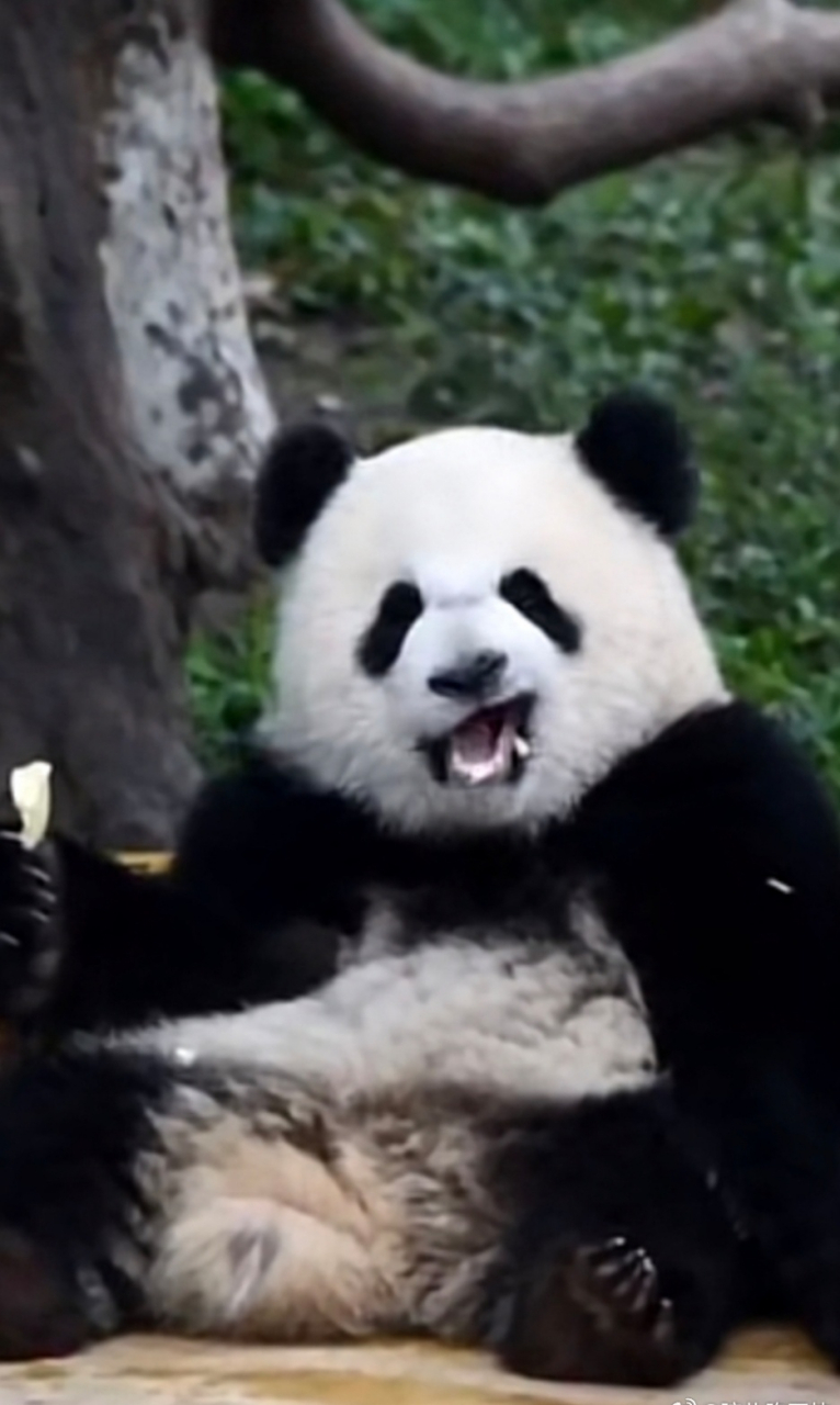 歪嘴战神熊猫表情包图片